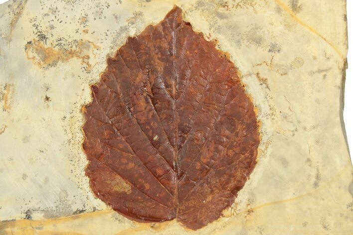 Fossil Leaf (Davidia) - Montana #190317